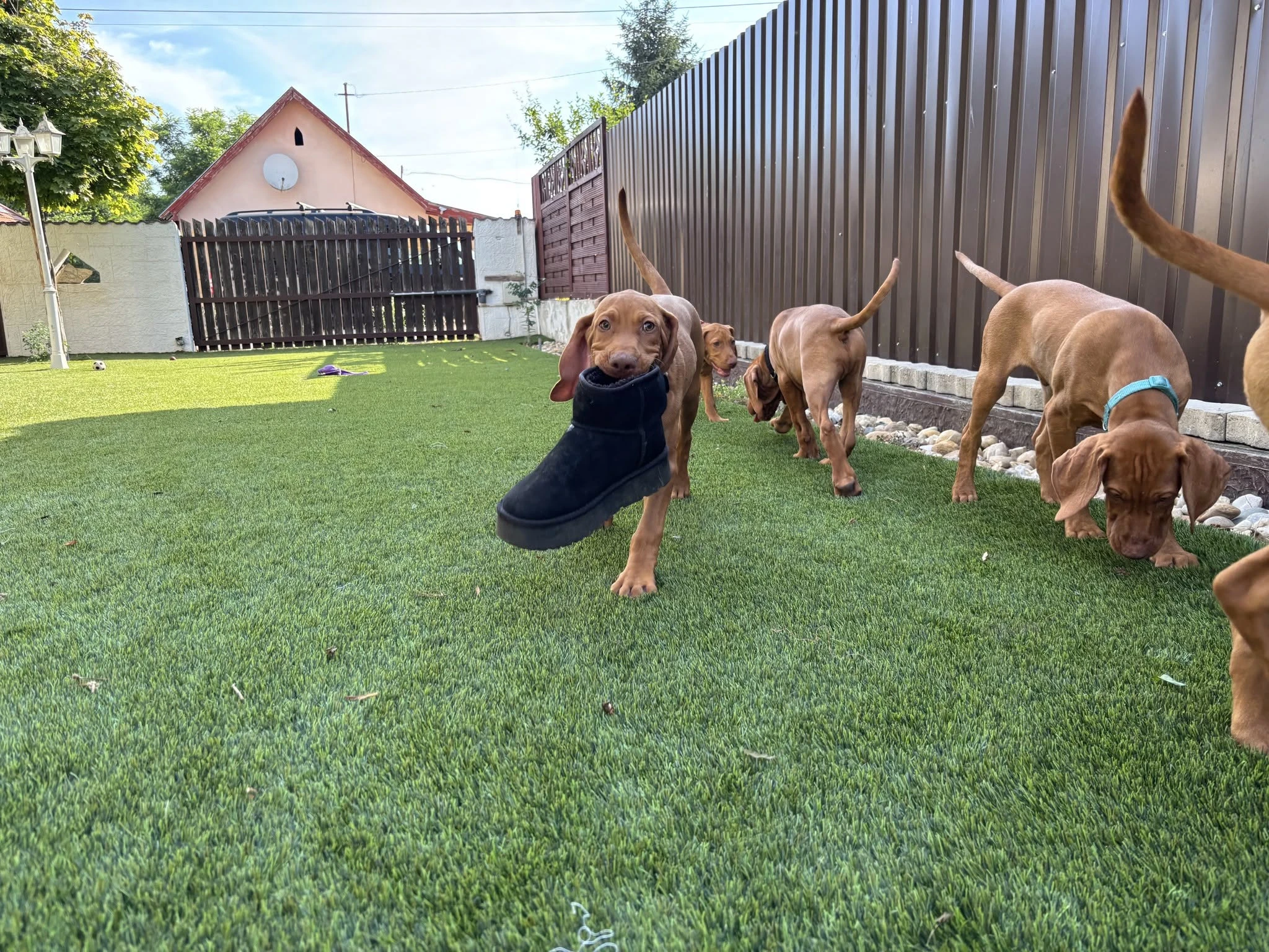 Kutyabarát műfű – vizsla kölykökkel tesztelve
