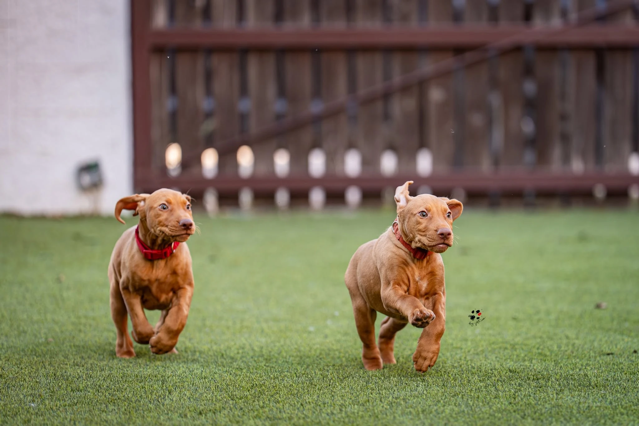Kutyabarát műfű – vizsla kölykökkel tesztelve