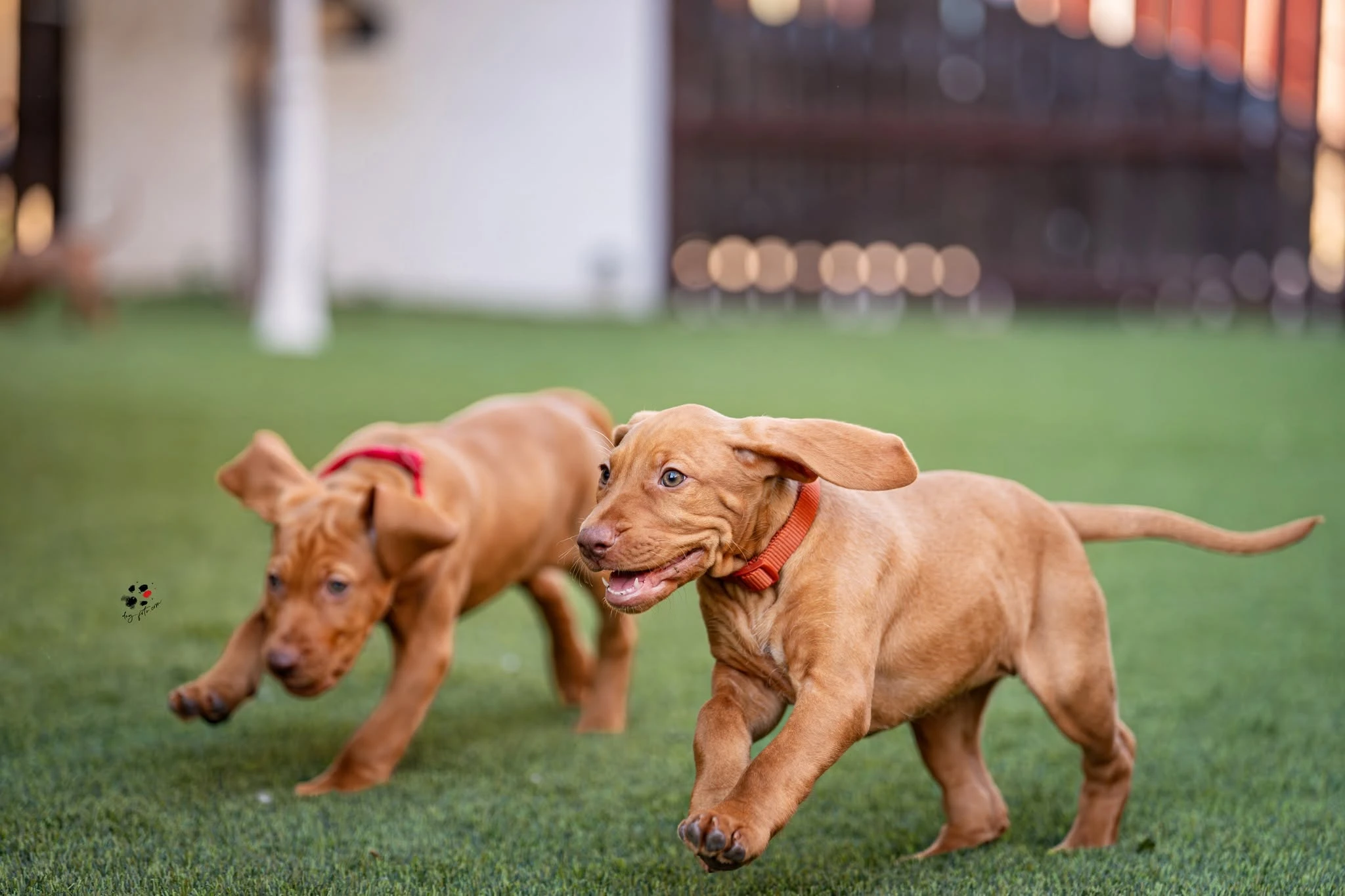 Kutyabarát műfű – vizsla kölykökkel tesztelve