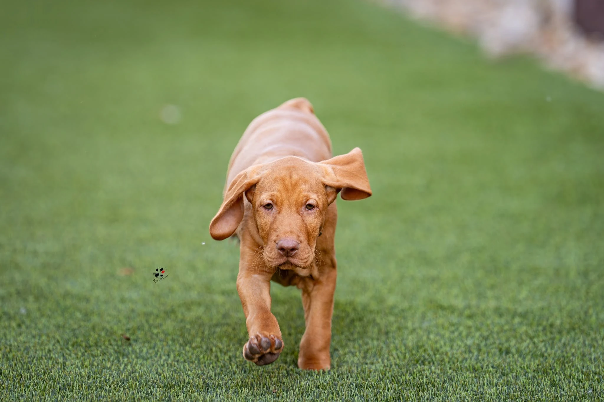 Kutyabarát műfű – vizsla kölykökkel tesztelve